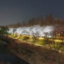 양재천 수변무대2 | 서울 야경 명소 추천 양재천 벚꽃 등축제 실시간 후기!