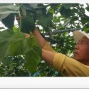 농업회사법인(주)화촌엄마손 이미지