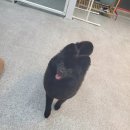 댕댕이 미장원 이미지