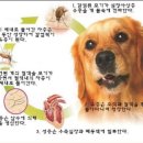 운중동965-1 | *판교 수동물병원* 강아지 심장사상충 검사 푸들 짱이