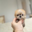 디자인독 이미지