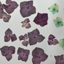 심리 힐링 압화 이미지