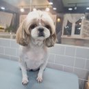 봉그루밍 이미지