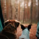 반려동물 테마공원 화장실 이미지