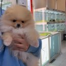 퍼스트독앤캣 이미지