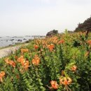 참나리 이미지