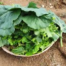 2020농장 이미지