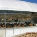 토종닭농장 이미지