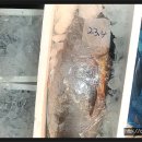 2월 27일 판매생선... 중형참치,횟감민어,통치민어,간재미 이미지