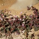 메밀여뀌 Persicaria capitata (Buch.–Ham. ex D. Don) H. Gross 이미지