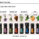 블루아로마 이미지