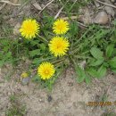 가요 ＜일편단심 민들레＞에 등장하는 민들레의 정체 이미지