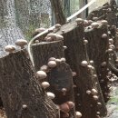 원일농장 이미지