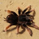 거미대문 이미지