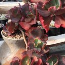 다육이 아트(B) 이미지