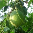 하늘타리 이미지