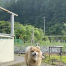 석달열흘가리 이미지