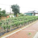 장인민박 이미지