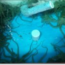 무안뻘낙지 이미지