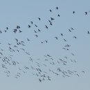 갈대정원 이미지