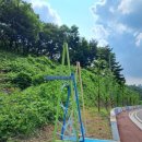 신두왕로 이미지