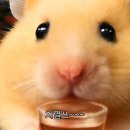 통다리 치킨