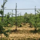 월정농장 이미지