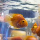 우리 가족 꿈의 수족관 이미지