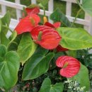 철마농장 이미지