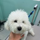 멍블리즈 이미지