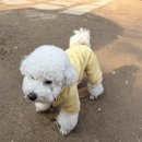 마이티그루밍 이미지