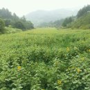 주상희행정사사무소 이미지