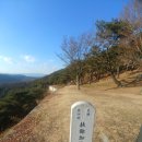 임천 가림성 느티나무 이미지