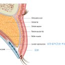 라이블리성형외과의원 이미지