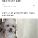 우리강아지 이미지