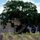 철랑농장 이미지