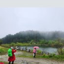 잣나무숲 이미지