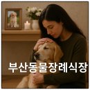삼동로 | 부산동물장례식장 – 사랑하는 반려동물과의 마지막 인사