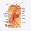 헤어브로시 이미지