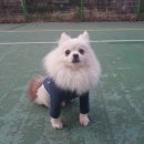 포스탠다드