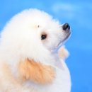 도그아트 이미지