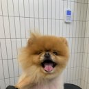 윌리하니 그루밍 이미지