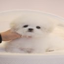 대구강아지분양 럽댕 이미지