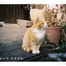 안영IC주유소 이미지