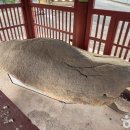 상정마트 | [경상북도 영천시] 영천보성리암각화