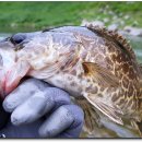 동강쏘가리 이미지