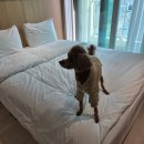 마리 호텔 | 속초 가성비 호텔 추천 반려견 동반 가능한 속초 마리 비스타 호텔 후기