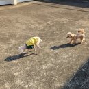 부산애견호텔 강아지유치원 애견미용 맘바이 수영구점 이미지