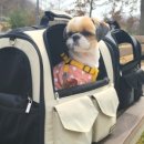 펫 & 쇼핑 이미지