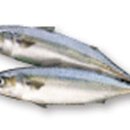 팽목횟집 이미지